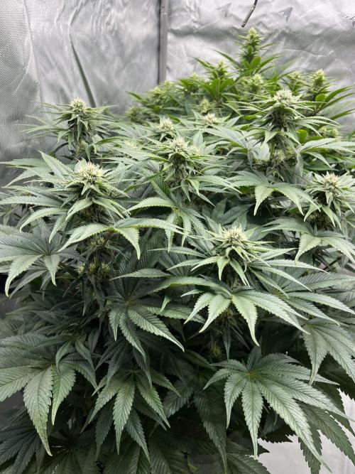 Barney’s šmak. Week 10