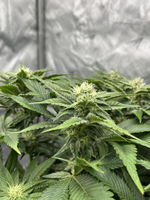 Barney’s šmak. Week 10