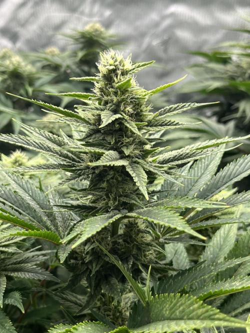 Barney’s šmak. Week 11 - Insane Og
