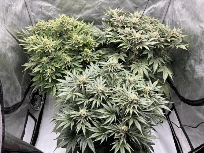 Barney’s šmak. Week 12