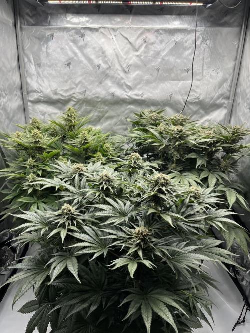 Barney’s šmak. Week 12