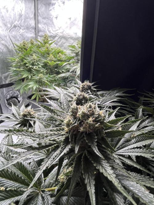 Barney’s šmak. Week 12