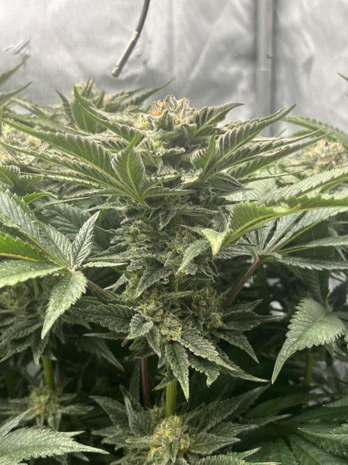 Barney’s šmak. Week 12