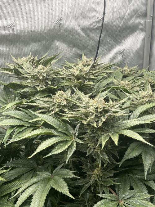 Barney’s šmak. Week 12