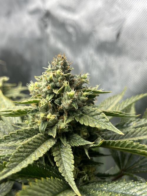 Barney’s šmak. Week 13 - Insane OG