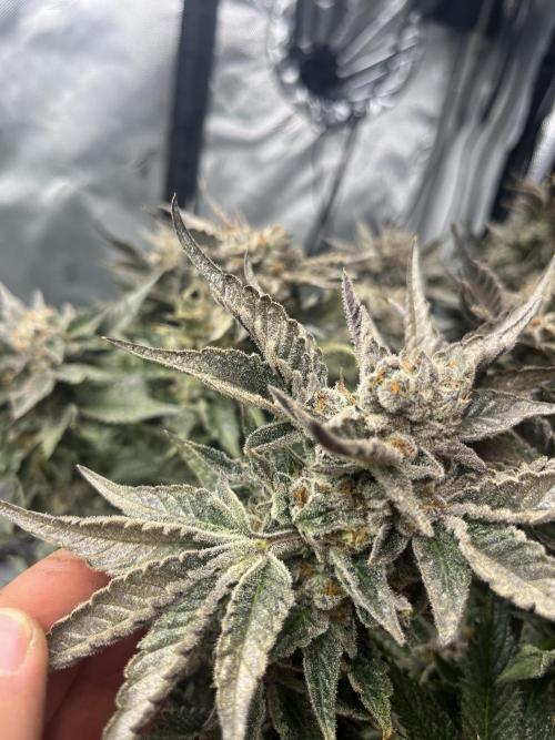 Barney’s šmak. Week 14 - Zillions 