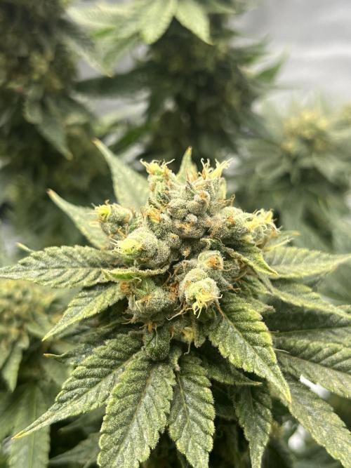Barney’s šmak. Week 14 - Insane OG 