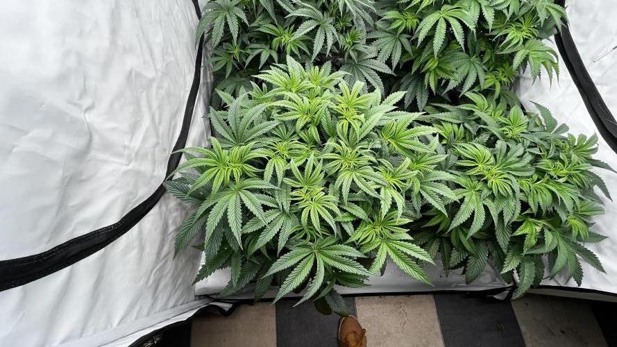 Dark Nectar , Cartier King. Week 6