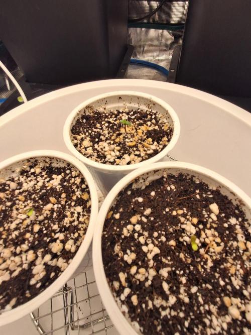 Autopot w/ Airdome-2 Radical Juice Auto. Week 1 - First sprouts emerge