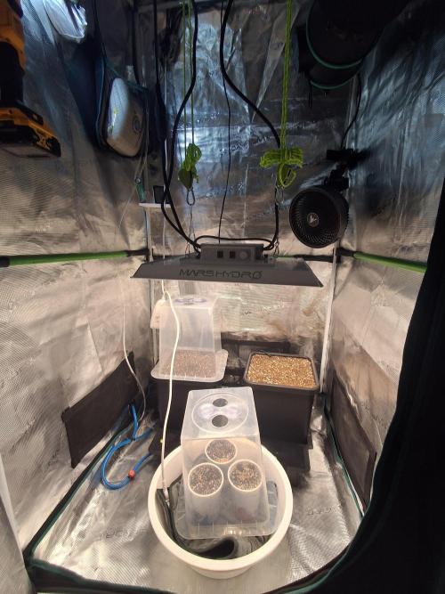 Autopot w/ Airdome-2 Radical Juice Auto. Week 1 - Using a humidity dome and 