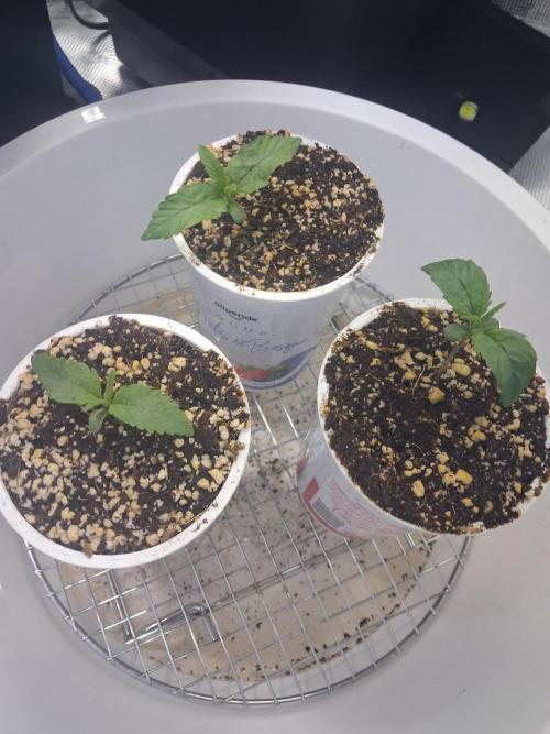 Autopot w/ Airdome-2 Radical Juice Auto. Week 1 - 8 days after germination, Il keep the strongest 2 seedlings for the autopots.