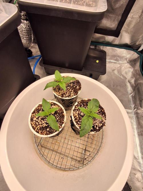 Autopot w/ Airdome-2 Radical Juice Autos. Week 2 - Ready to transplant from 500g Yoghurt cups to autopots