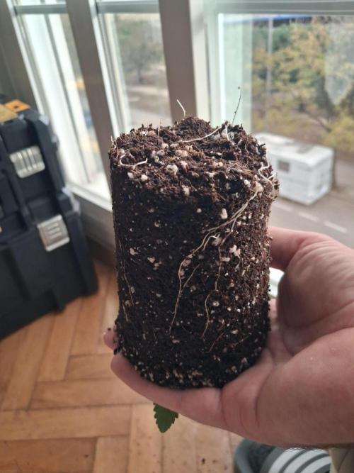 Autopot w/ Airdome-2 Radical Juice Autos. Week 2 - Checking the roots of the weakest first