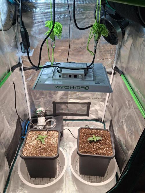 Autopot w/ Airdome-2 Radical Juice Autos. Week 2 - Transplanted 2 strongest into autopots slightly deep