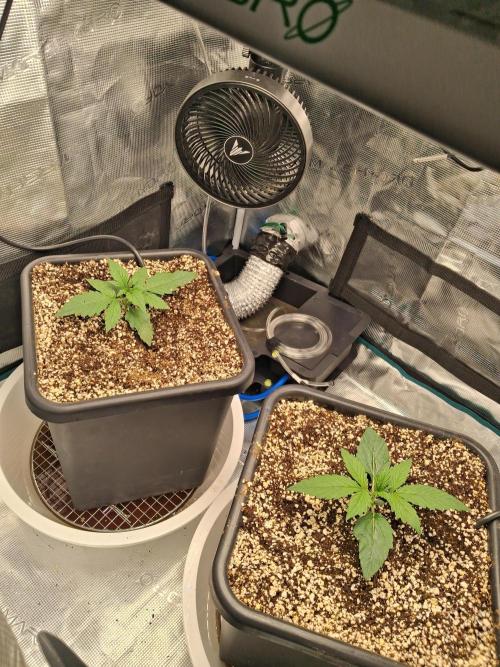 Autopot w/ Airdome-2 Radical Juice Autos. Week 2 - watering till runoff so rootss get established pumping runoff out w/ handpump