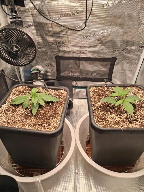 Autopot w/ Airdome-2 Radical Juice Autos. Week 2