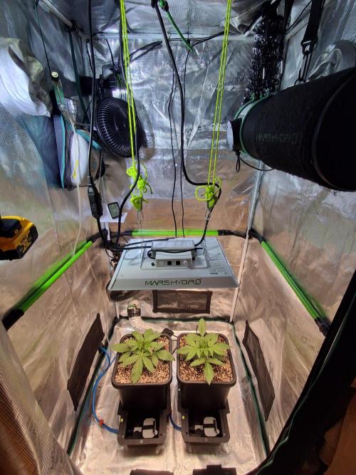 Autopot w/ Airdome-2 Radical Juice Autos. Week 3 - Day 19, put pots into trays and turned on the reservoir.