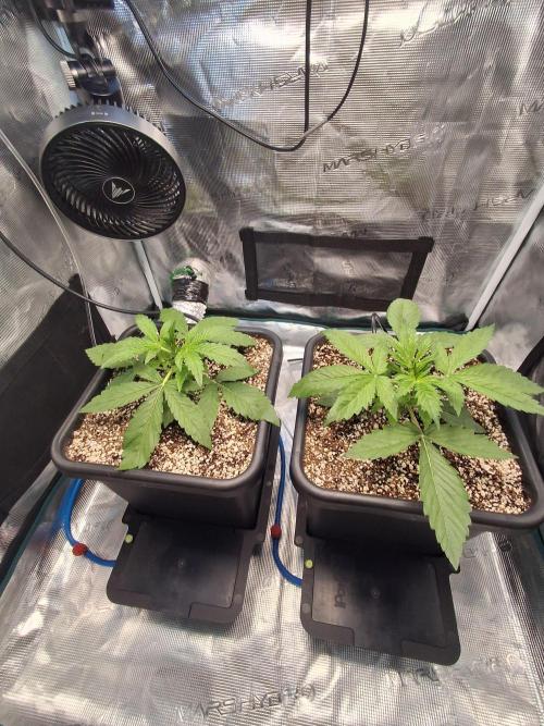 Autopot w/ Airdome-2 Radical Juice Autos. Week 3 - Day 17 since seeds broke through the coco coir.