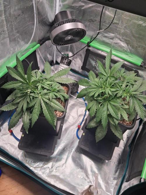 Autopot w/ Airdome-2 Radical Juice Autos. Week 4 - Tied em over gently a little late