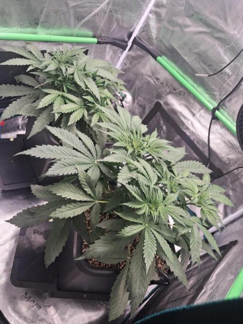 Autopot w/ Airdome-2 Radical Juice Autos. Week 4 - Last week of veg, plants are pretty bushy