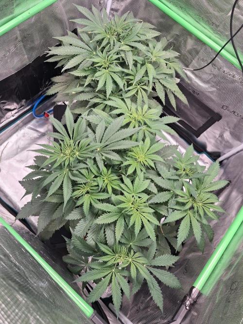 Autopot w/ Airdome-2 Radical Juice Autos. Week 5 - starting to flower