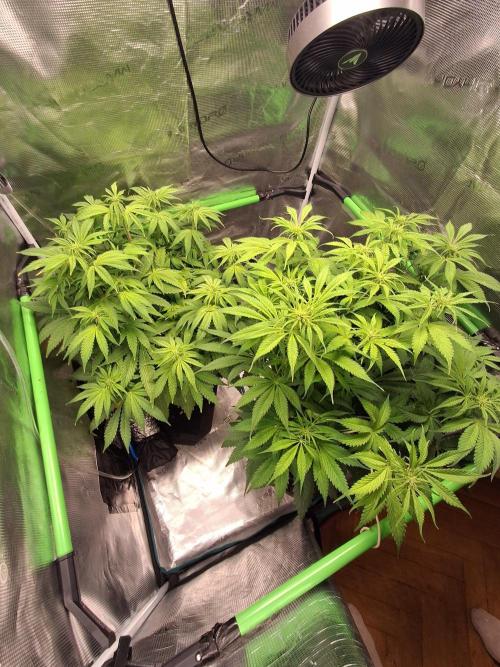 Autopot w/ Airdome-2 Radical Juice Autos. Week 6 - Looks a bit hungry, gonna bump up the EC