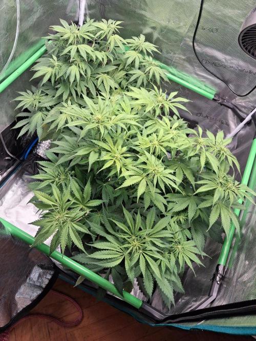 Autopot w/ Airdome-2 Radical Juice Autos. Week 6 - 20cm stretch while on 10 day vacation 