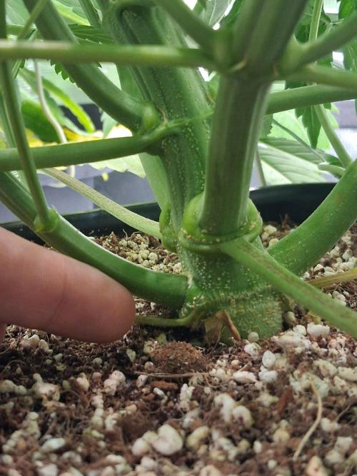 Autopot w/ Airdome-2 Radical Juice Autos. Week 7 - Pretty thick stems