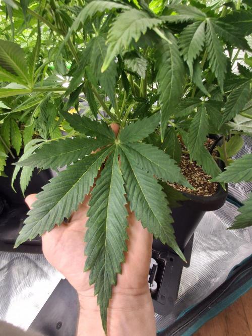 Autopot w/ Airdome-2 Radical Juice Autos. Week 7 - Big Fan leaf