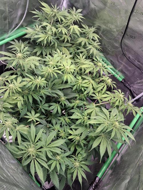 Autopot w/ Airdome-2 Radical Juice Autos. Week 7 - filling out the tent nicely