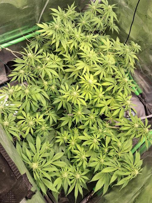 Autopot w/ Airdome-2 Radical Juice Autos. Week 8 - a little taller this week