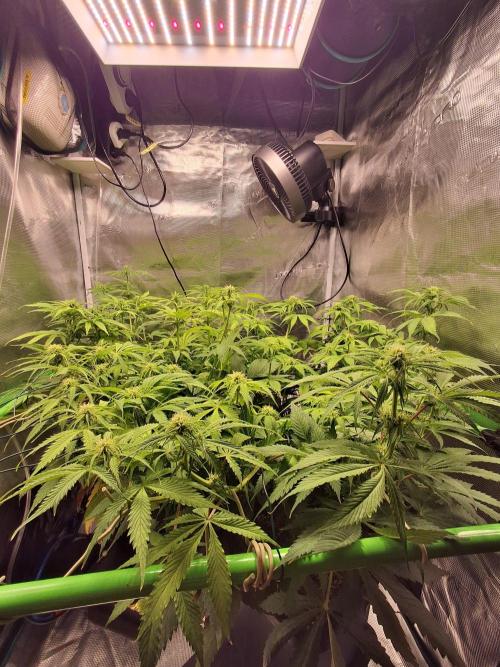 Autopot w/ Airdome-2 Radical Juice Autos. Week 8