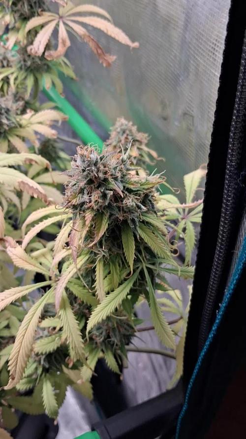 Autopot w/ Airdome-2 Radical Juice Autos