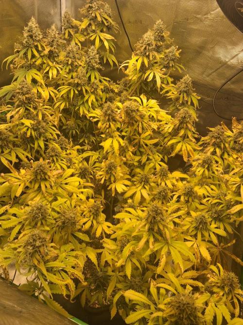 Autopot w/ Airdome-2 Radical Juice Autos. Week 9