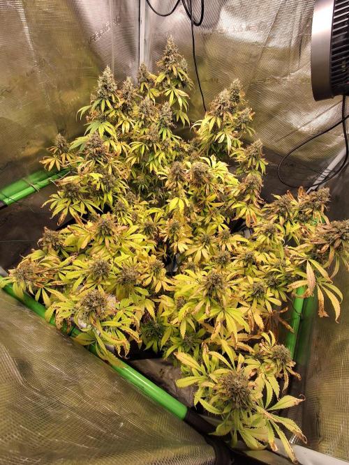 Autopot w/ Airdome-2 Radical Juice Autos. Week 9