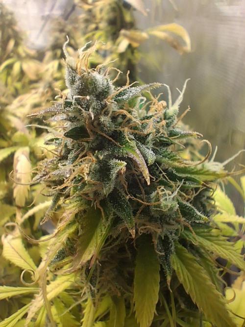 Autopot w/ Airdome-2 Radical Juice Autos. Week 9