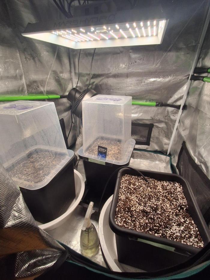 Cherry Cola Auto Rf3/Banana Puple Punch. Week 0 - Waiting for sprouts
