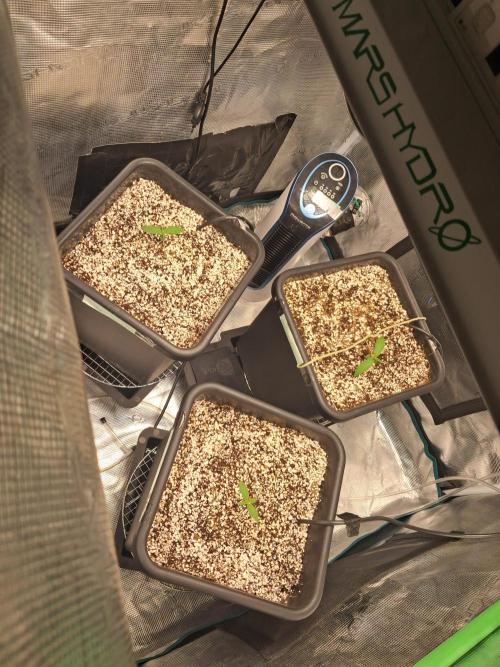 Cherry Cola Auto Rf3/Banana Puple Punch. Week 1 - 1st of march seedlings are growing