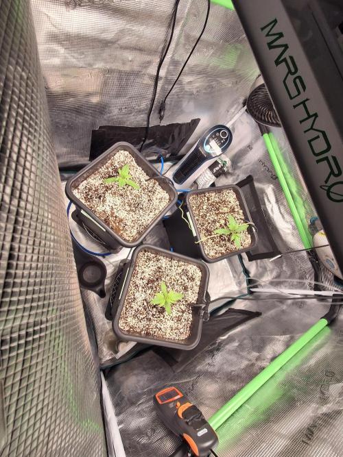 Cherry Cola Auto Rf3/Banana Puple Punch. Week 1 - 5th of march 