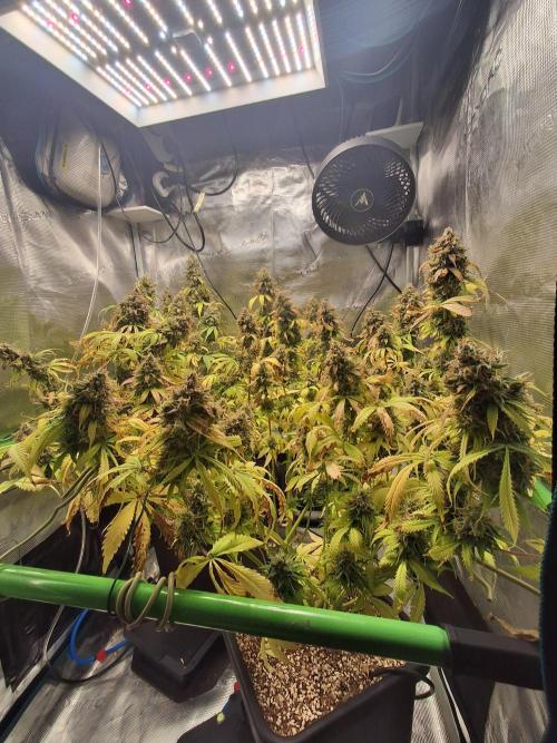 Autopot w/ Airdome-2 Radical Juice Autos. Week 12 - Last pic before chop