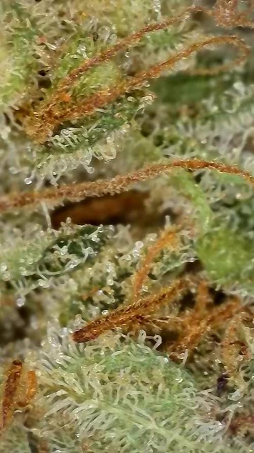 Autopot w/ Airdome-2 Radical Juice Autos. Week 12