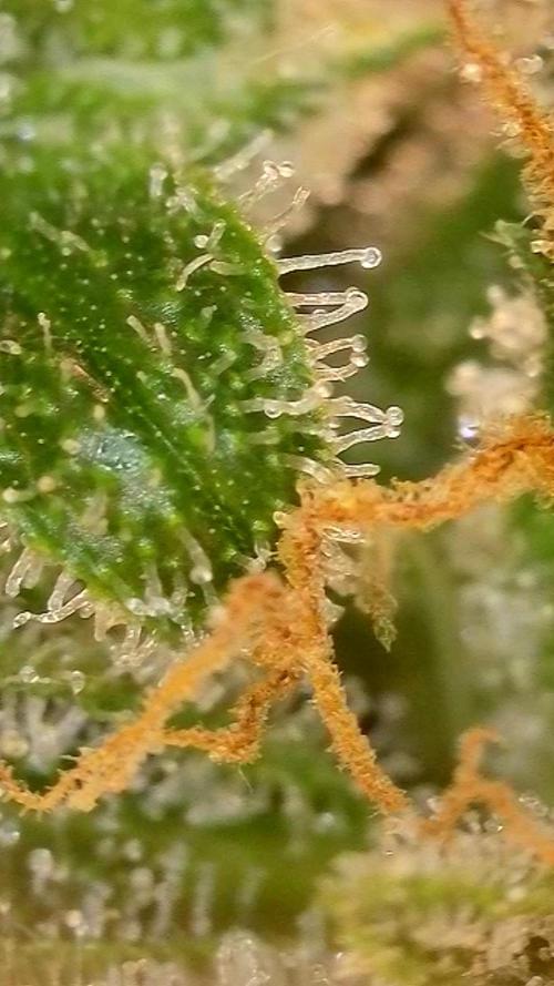 Autopot w/ Airdome-2 Radical Juice Autos. Week 12 - Cool shot of the trichs