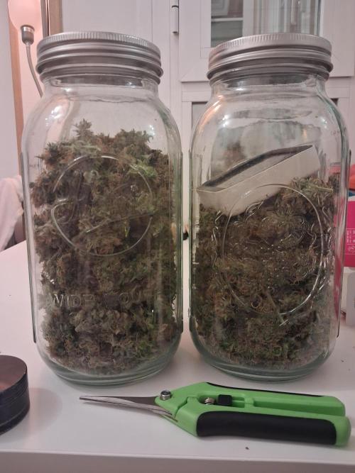 Autopot w/ Airdome-2 Radical Juice Autos. Week 12 - 3.7 oz Harvested