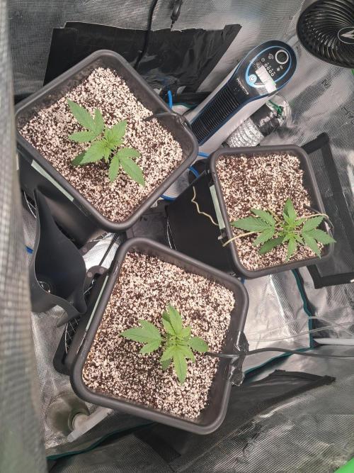 Cherry Cola Auto Rf3/Banana Puple Punch. Week 2