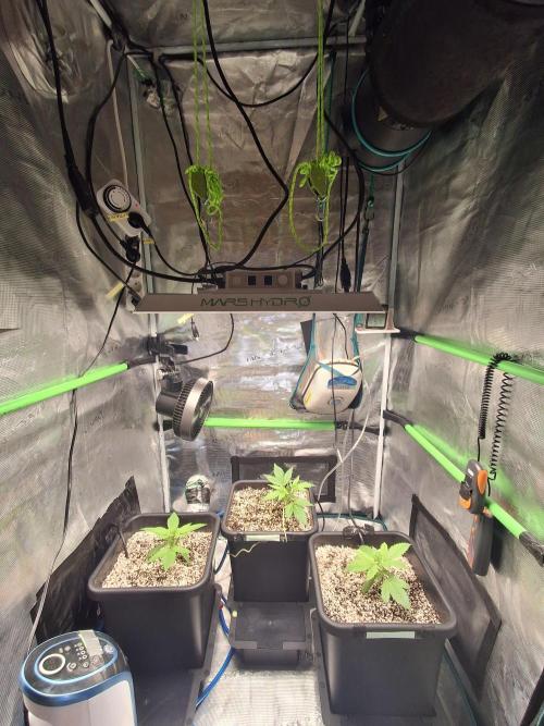 Cherry Cola Auto Rf3/Banana Puple Punch. Week 2