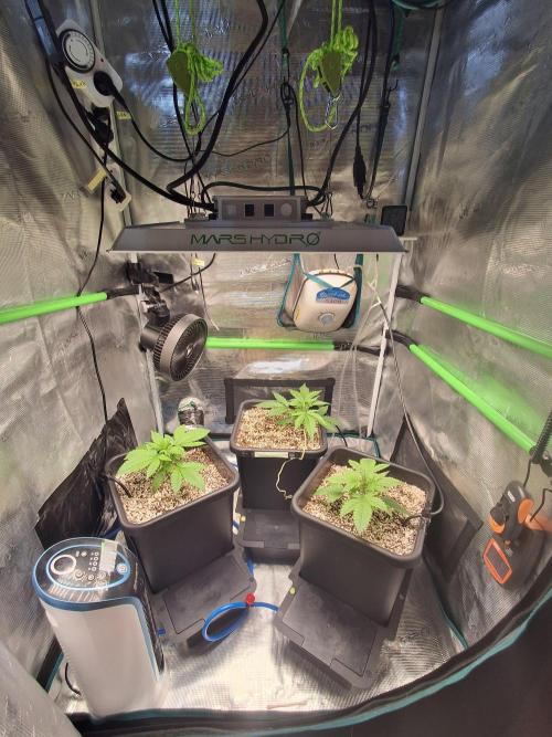 Cherry Cola Auto Rf3/Banana Puple Punch. Week 3 - Feeding from the trays this week