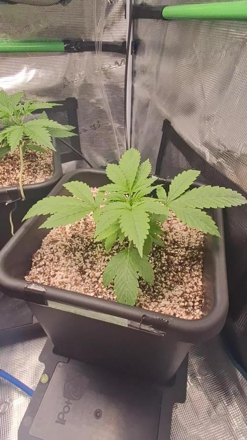 Cherry Cola Auto Rf3/Banana Puple Punch