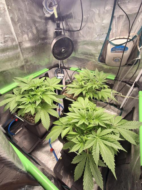 Cherry Cola Auto Rf3/Banana Puple Punch. Week 4