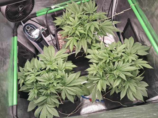 Cherry Cola Auto Rf3/Banana Puple Punch. Week 4 - day 28 