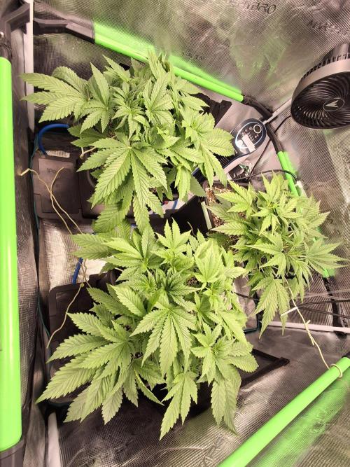 Cherry Cola Auto Rf3/Banana Puple Punch. Week 4